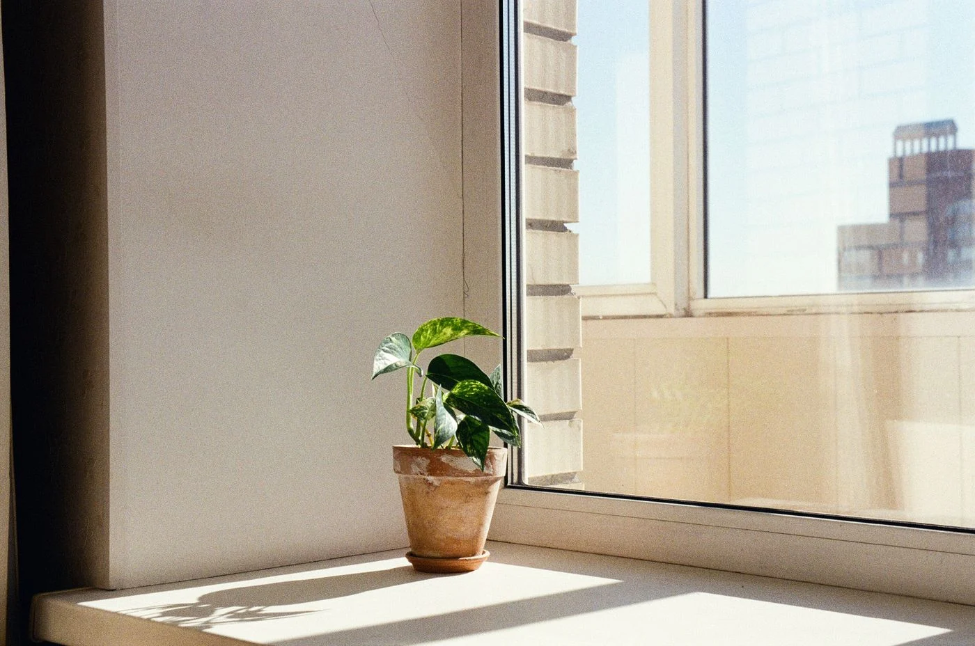 Potted plant on a sunlit windowsill