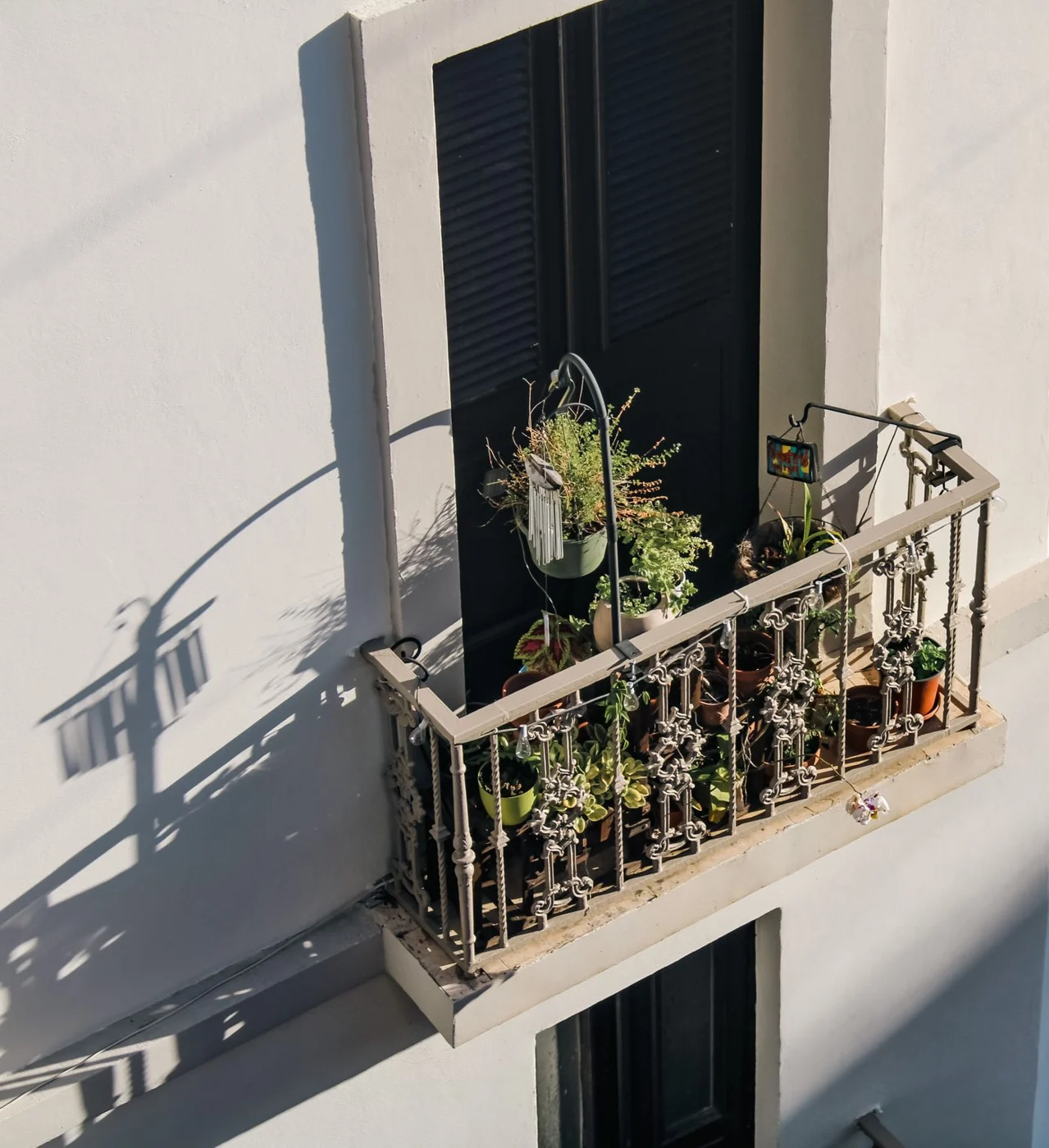 Potted plants on a sunlit balcony