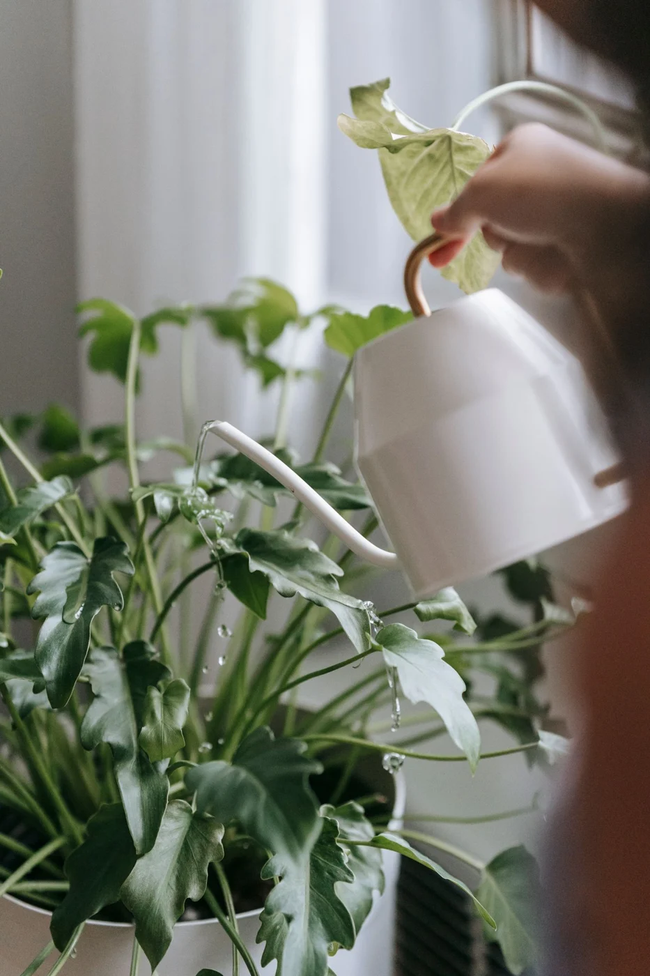 Water poured from a watering can into a houseplant pot