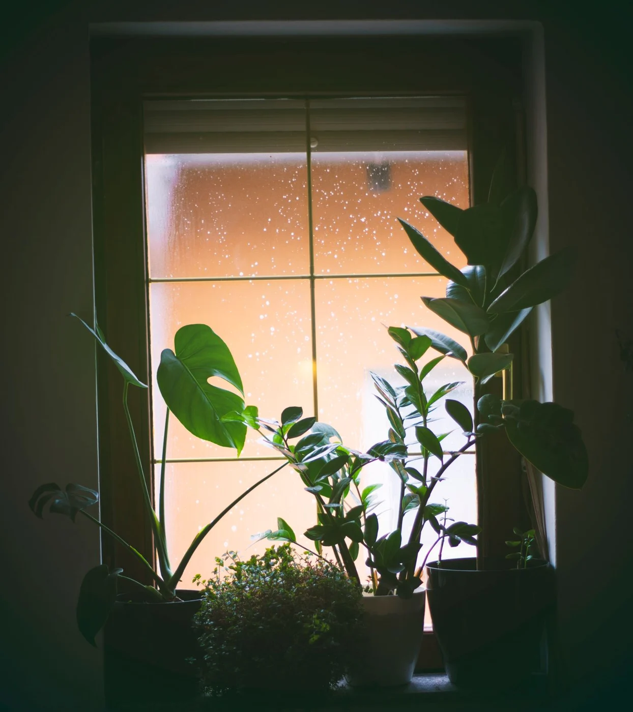 Houseplants arranged beside a window