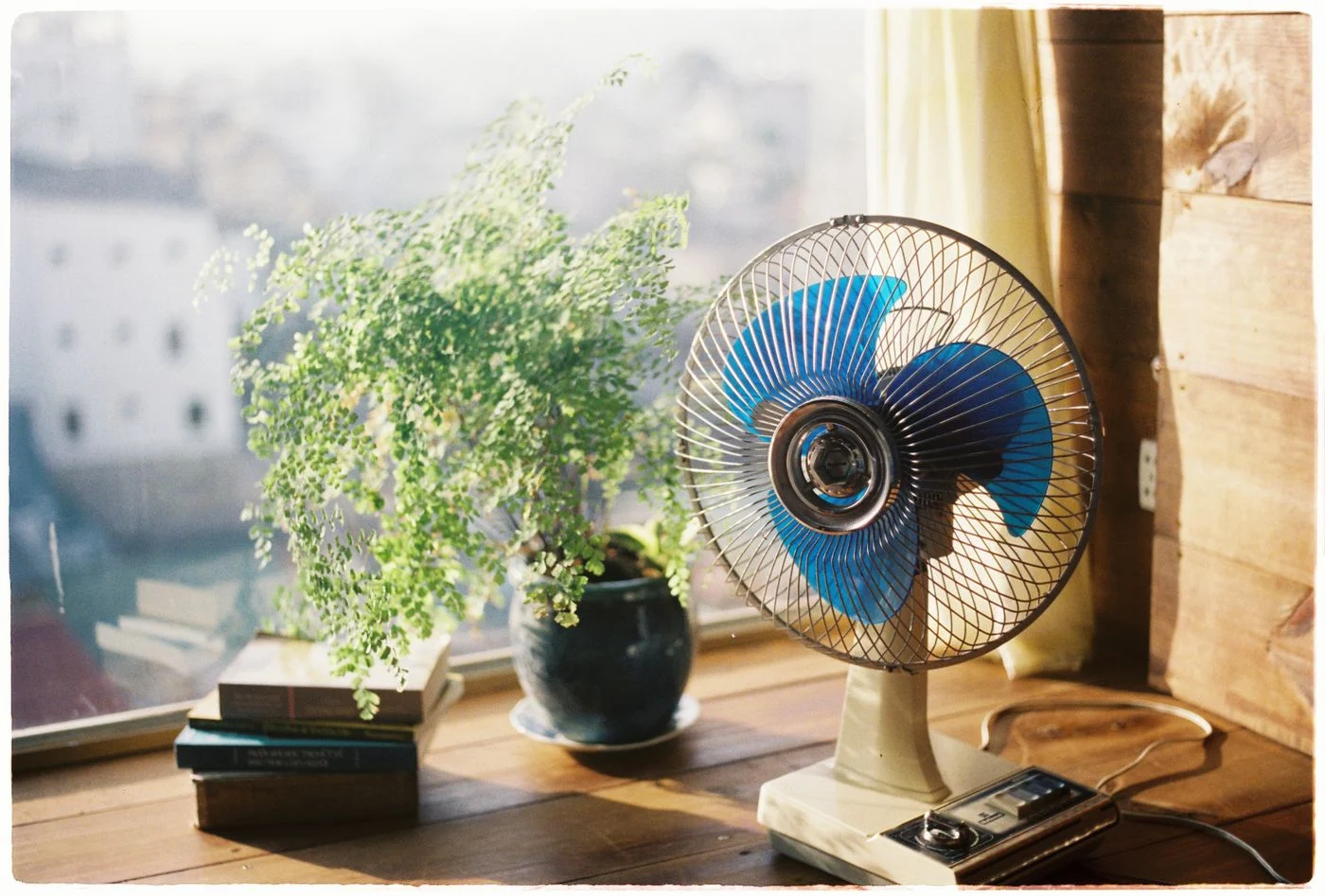 Plant on a small wooden table by a window