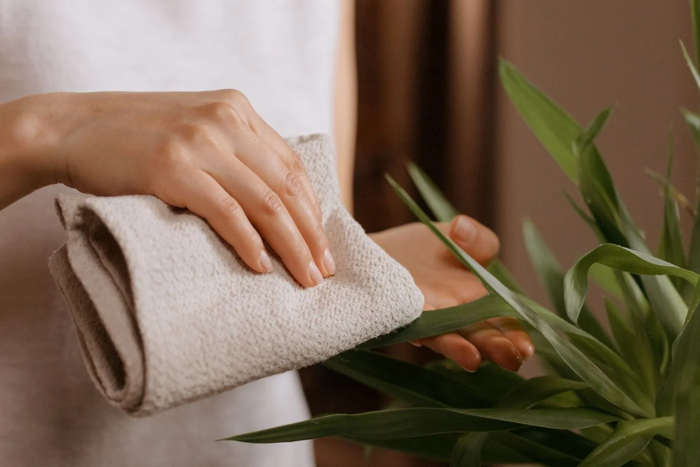 Plant leaf gently wiped with a cloth