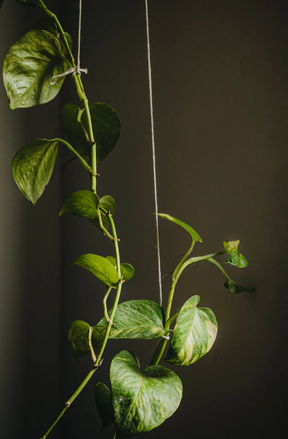 Climbing houseplant supported by strings