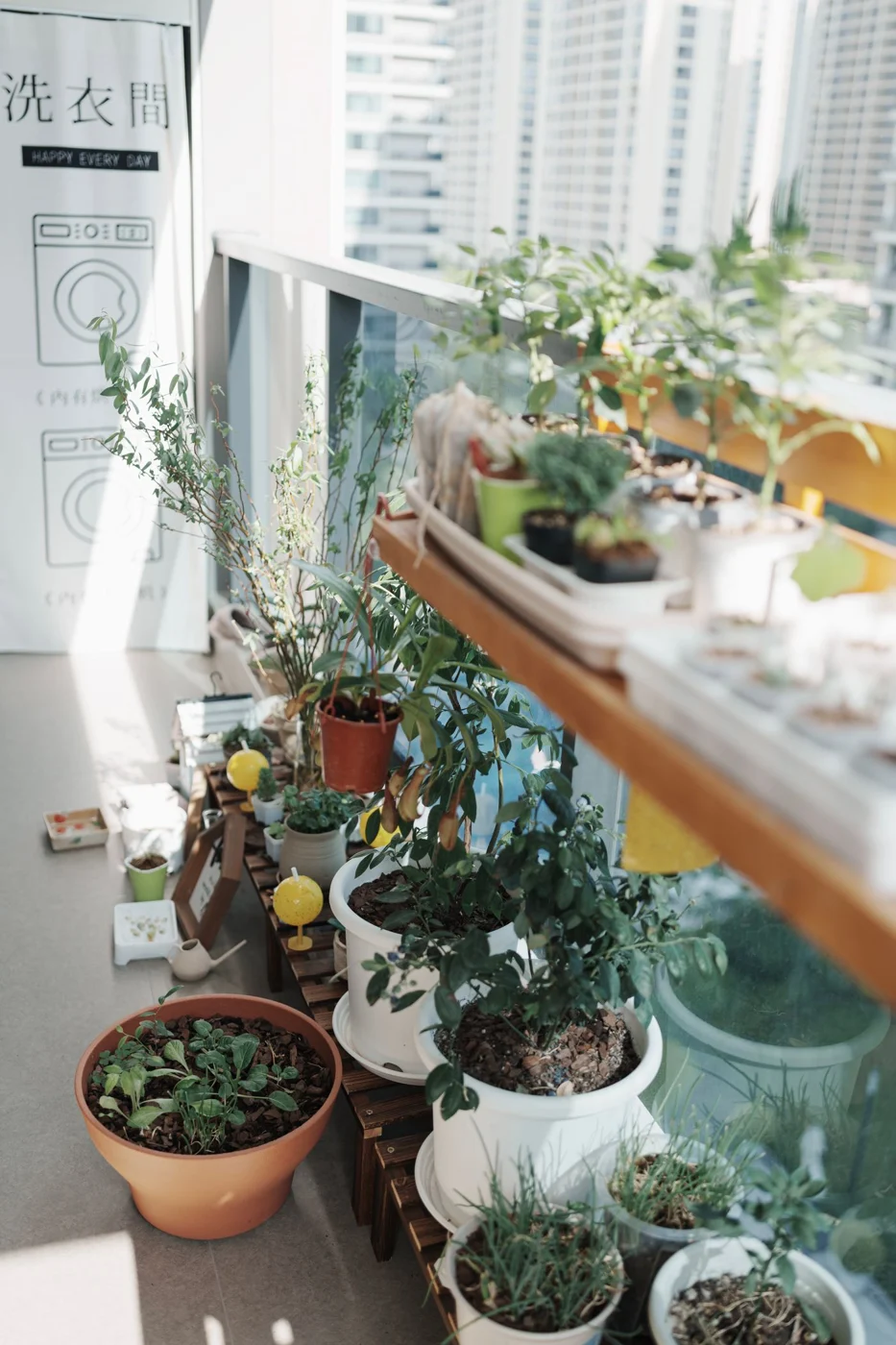 Plant pots arranged along a narrow balcony