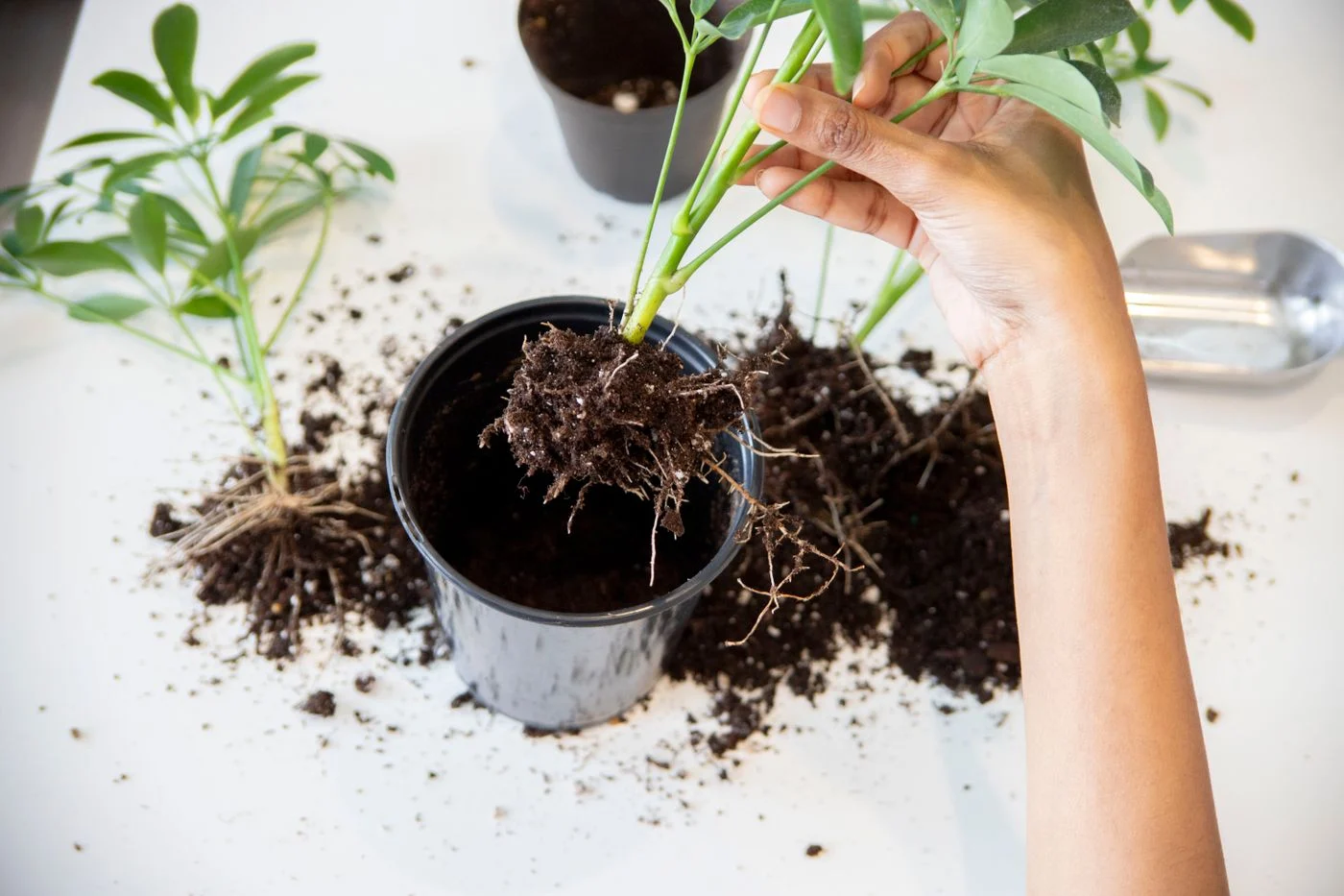 Plant roots visible while lifting it from its pot