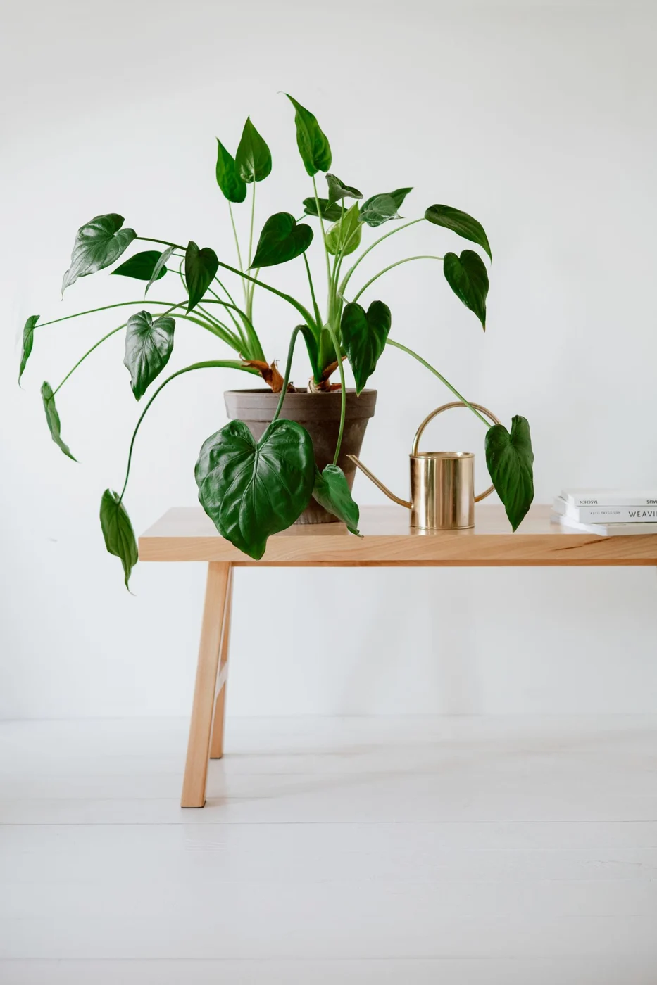 Watering can stored beside a potted plant