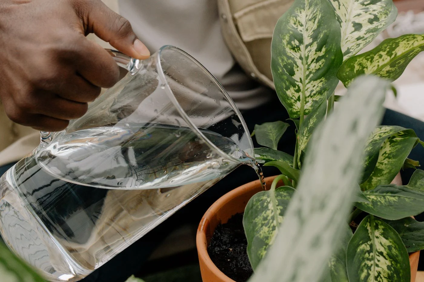 Houseplant watered with a glass jug
