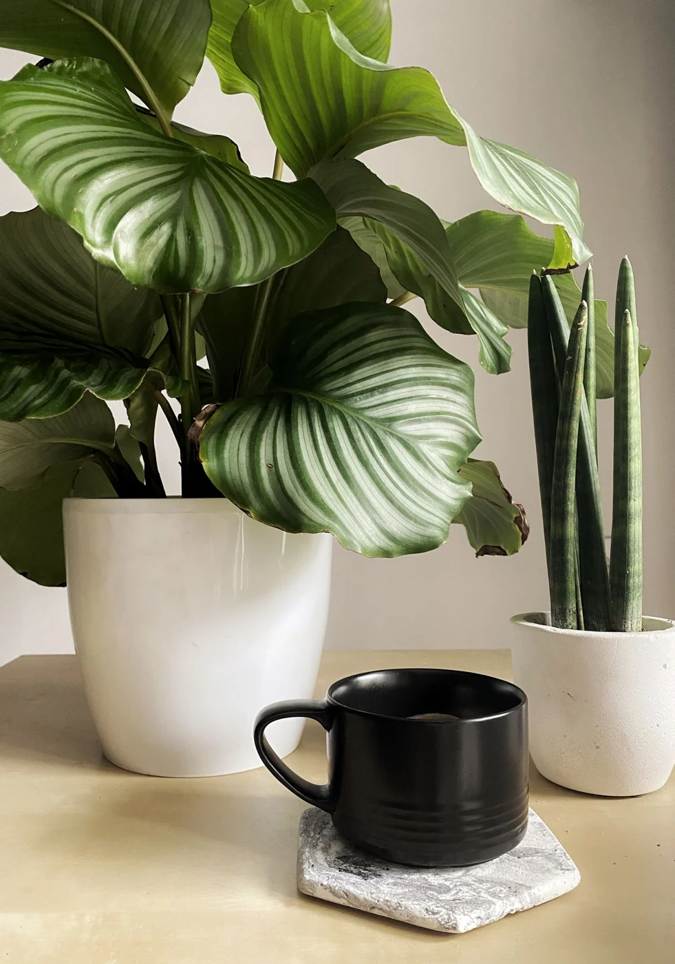 Potted plants and a ceramic cup on a protected surface