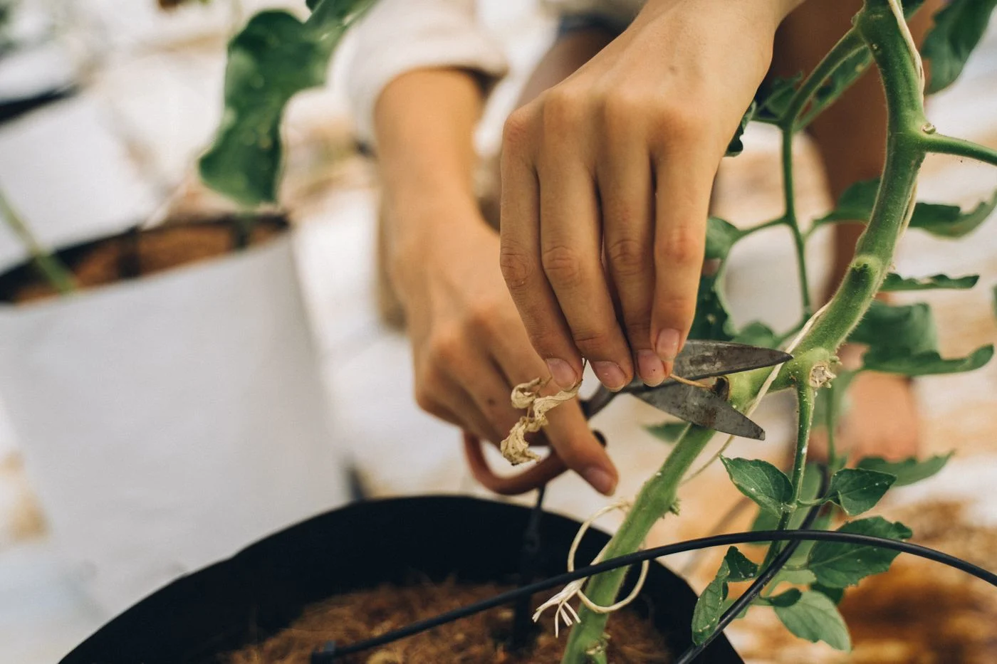 Dry plant stem trimmed with small shears